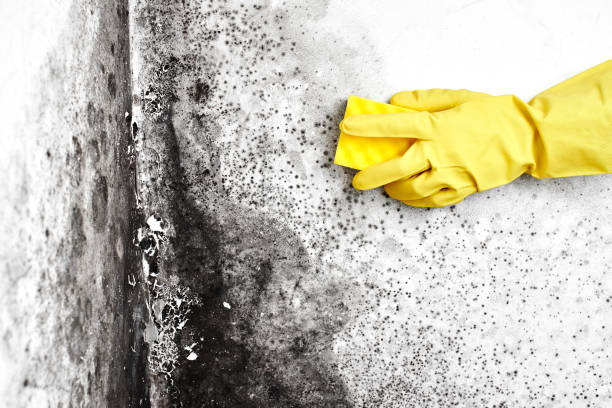 Mold Removal for HVAC Installations in Alamosa East, CO