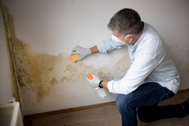 Best Residential Mold Inspection & Testing  in Alamosa East, CO