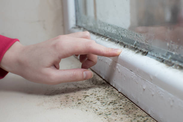 Best Mold Prevention Services  in Alamosa East, CO